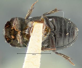 Media type: image;   Entomology 8103 Aspect: habitus ventral view